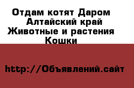 Отдам котят Даром - Алтайский край Животные и растения » Кошки   